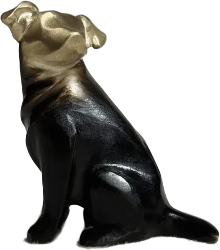 Border Collie, FRONT